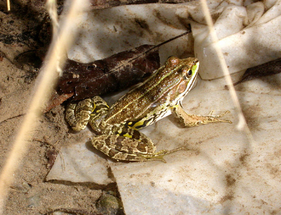 rane da identificare -Rana italica, Pelophylax sp.(Calabria)